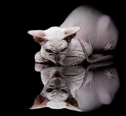 运动员心理辅导策略,运动员的心理辅导