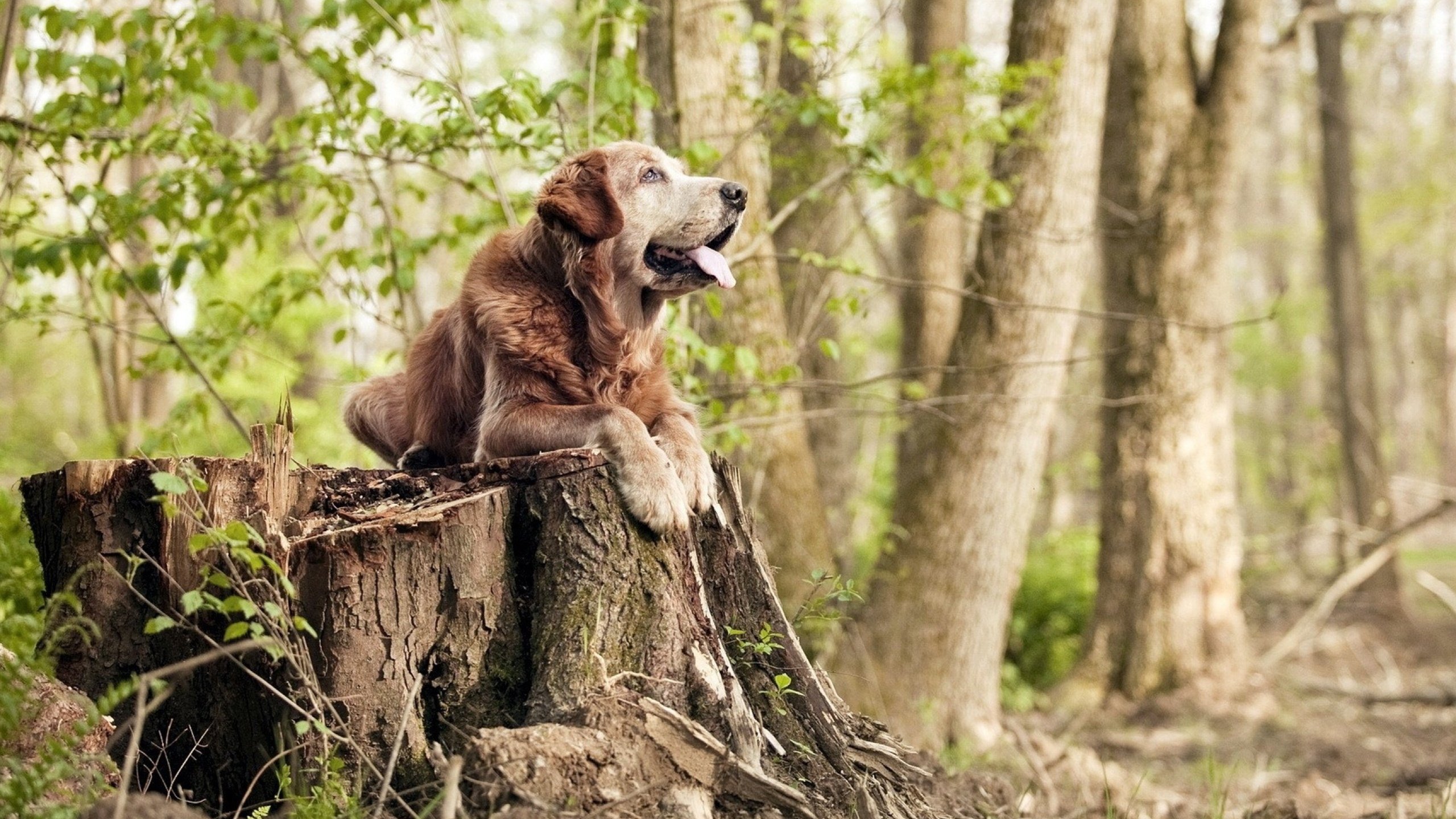 青少年体育运动心理问题干预方法研究，简述对青少年运动员进行心理训练的注意事项