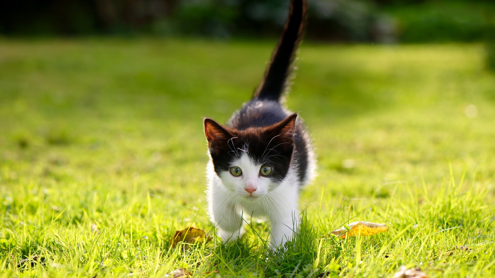 世界杯终极决战:英雄出场书写传奇!,世界杯经典对决