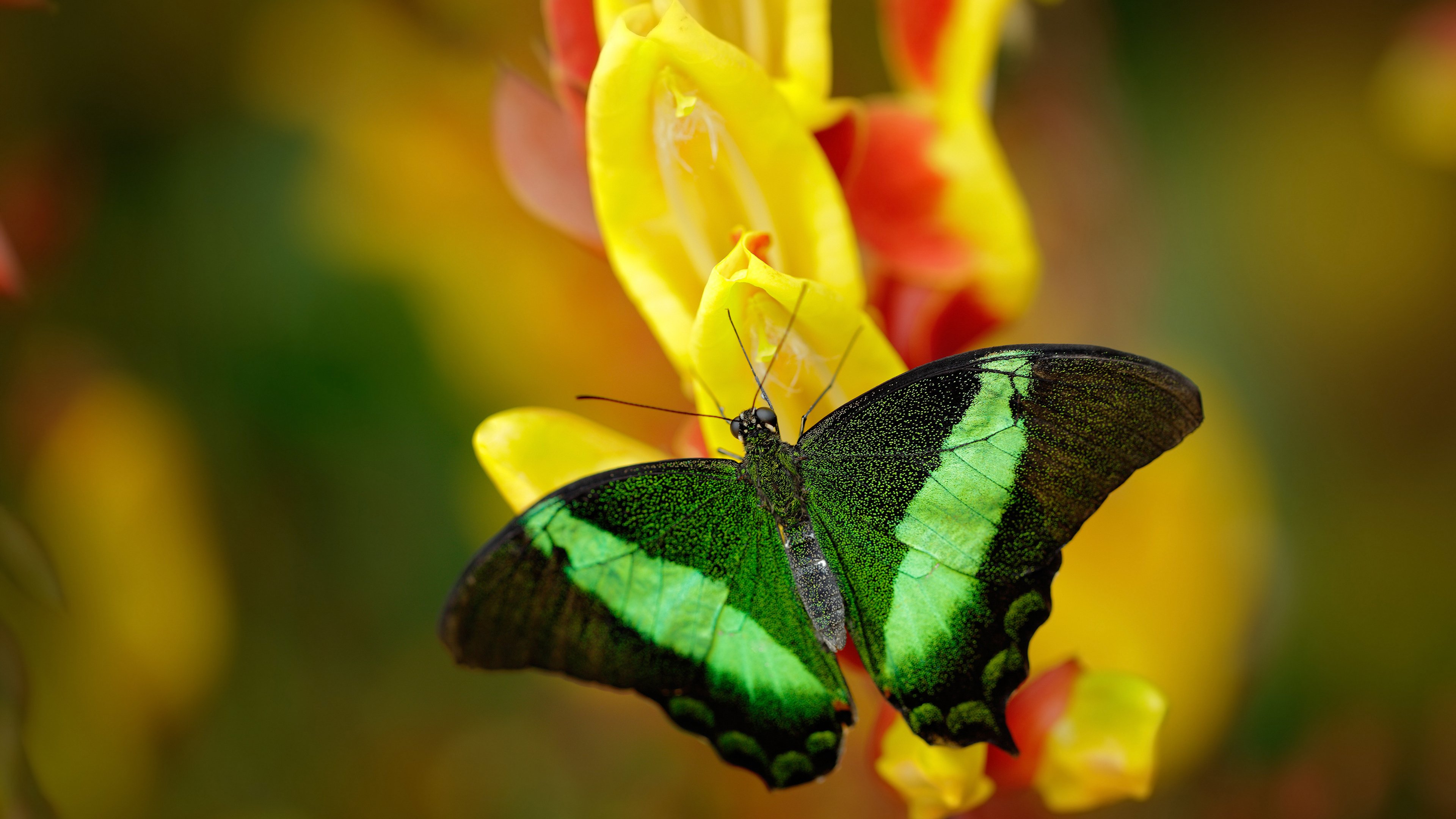 世界杯精彩不断：每一秒都令人心跳加速！，世界杯精彩集锦视频
