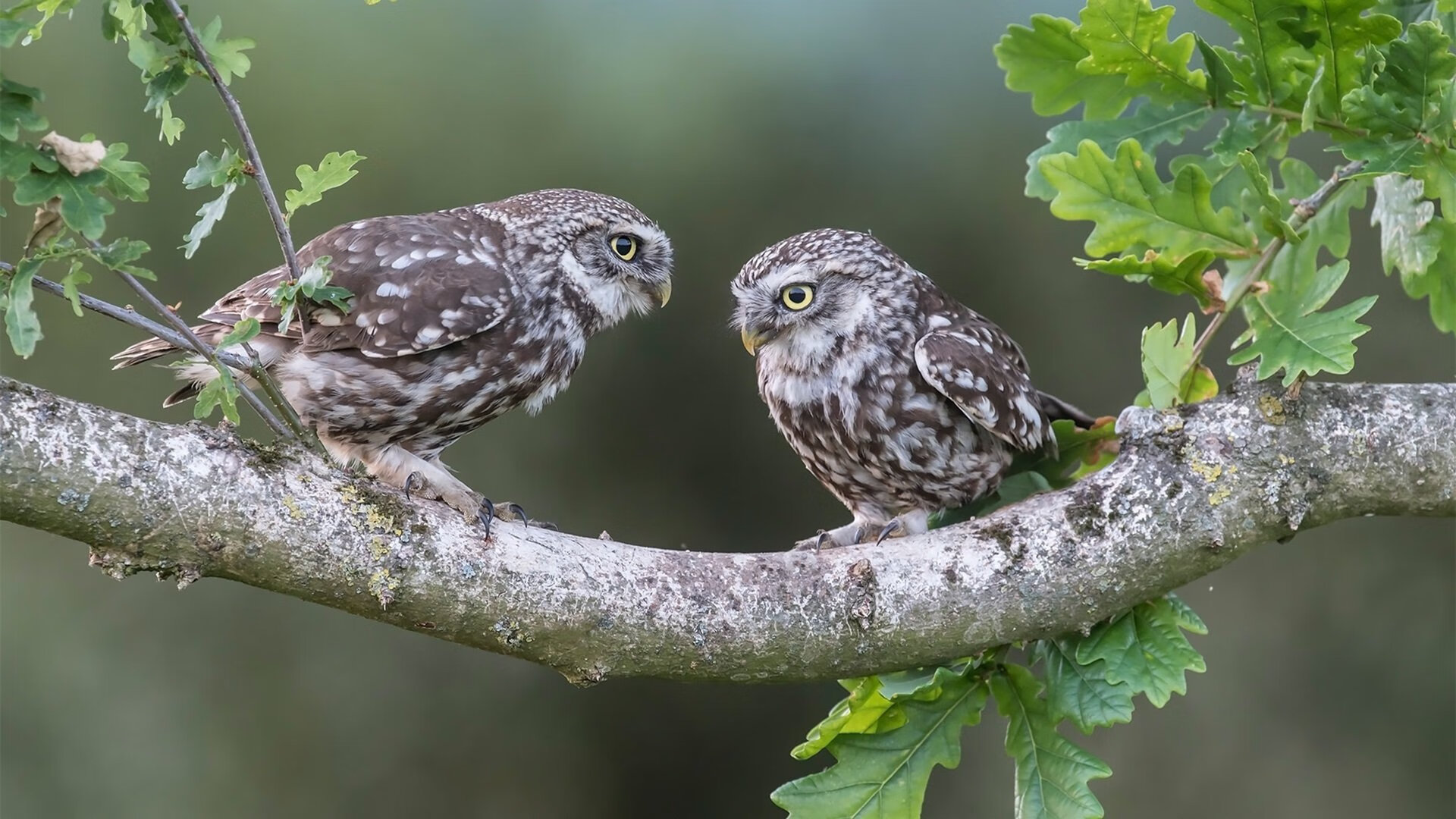 卡普尔凭借快速反应与稳定表现，为袋鼠队在橄榄球锦标赛中脱颖而出
