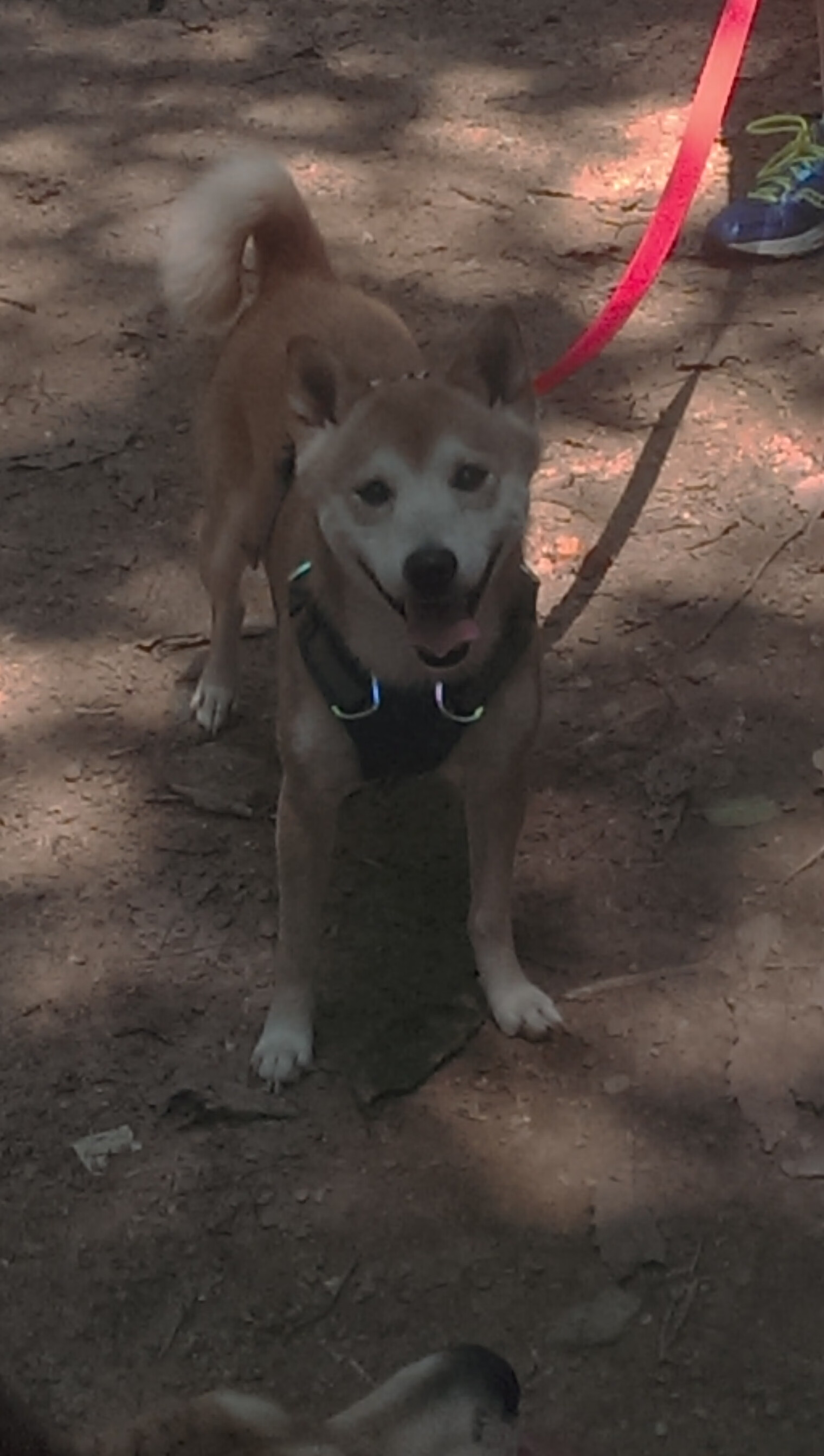 九游网页版入口-国家短道速滑队发布换帅声明及未来训练安排，国家短道速滑运动员