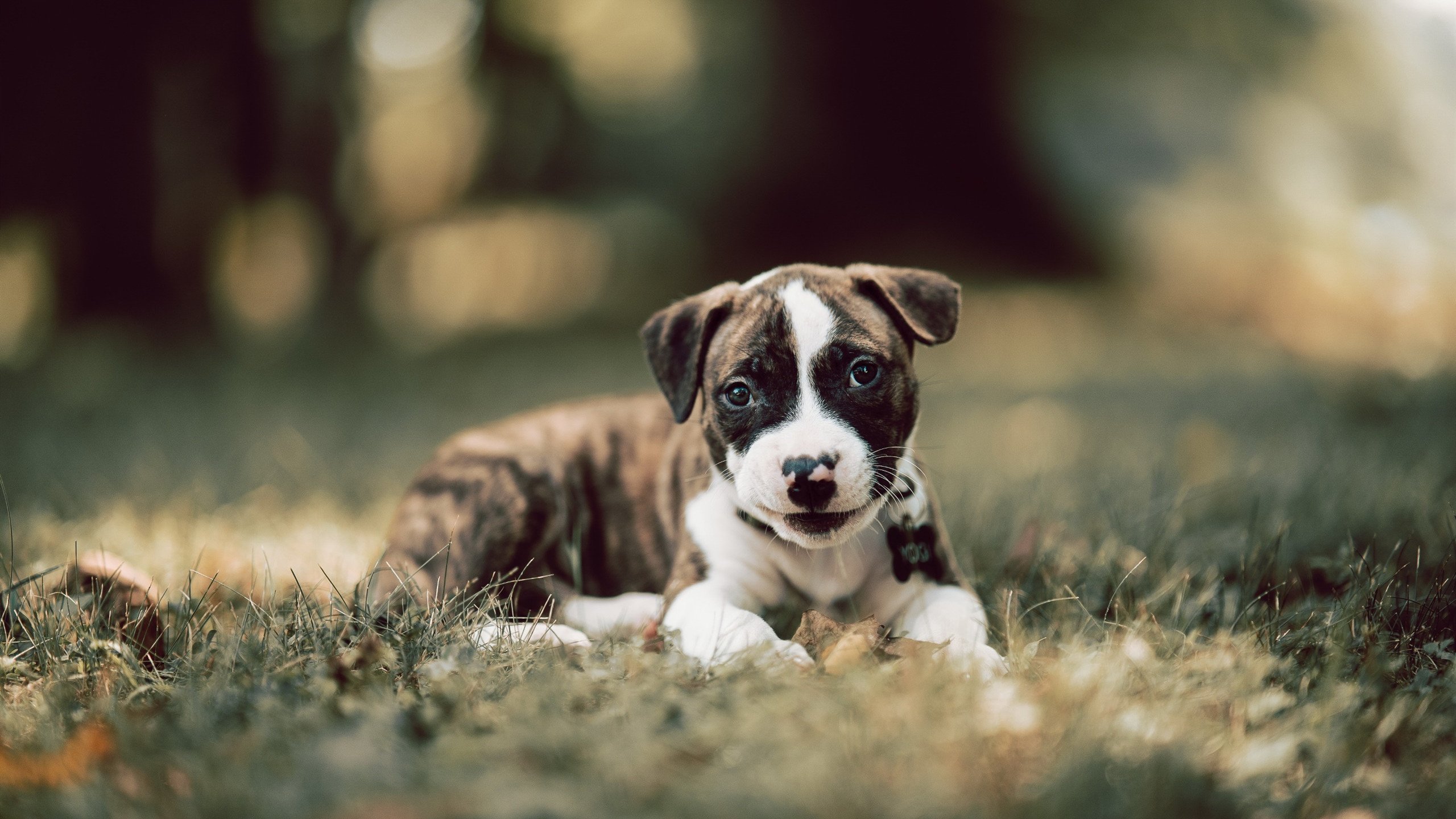 德甲节奏飙升：快攻快守，精彩不停！，快攻德玩法