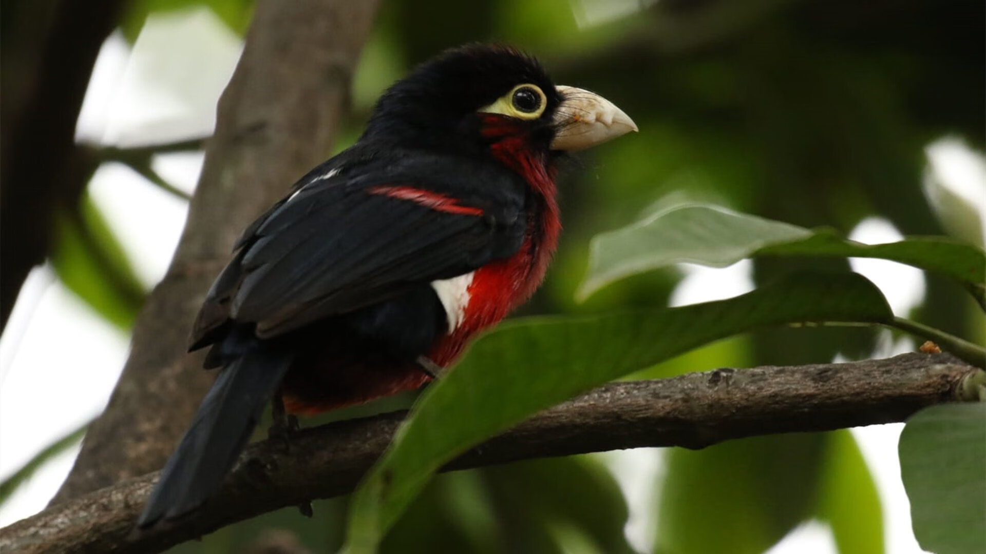 九游官网下载电脑版-朱婷参加公益活动传递女排精神，朱婷女排精神 新闻