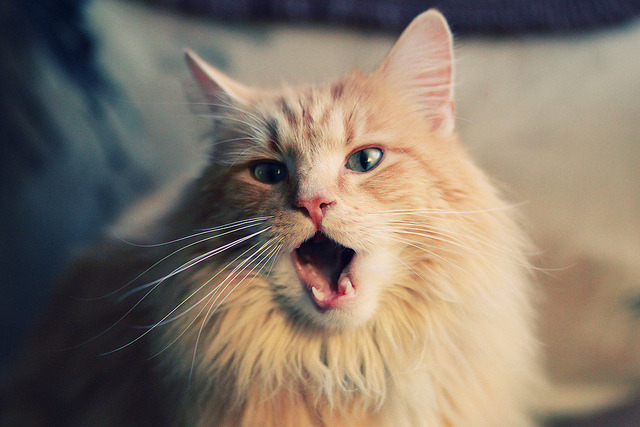 詹姆斯封盖对手引爆主场欢呼,詹姆斯封盖库里图片