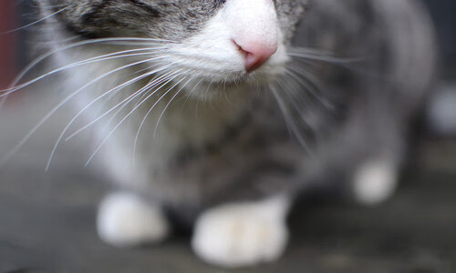 九游（jiuyou.com）游戏-跳水项目荷兰完成难度跃升，荷兰跳高女运动员